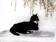 Gatti (115)
